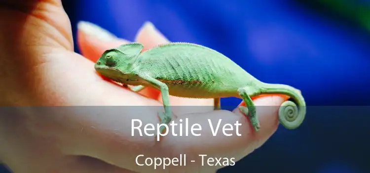 Reptile Vet Coppell - Texas