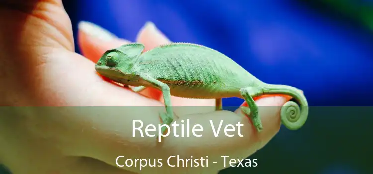 Reptile Vet Corpus Christi - Texas