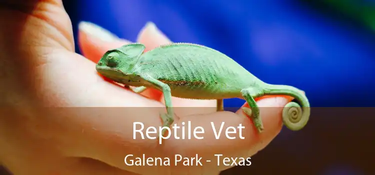 Reptile Vet Galena Park - Texas