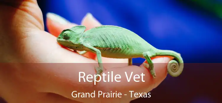 Reptile Vet Grand Prairie - Texas