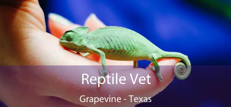 Reptile Vet Grapevine - Texas