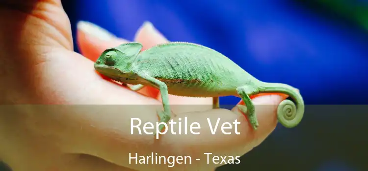 Reptile Vet Harlingen - Texas