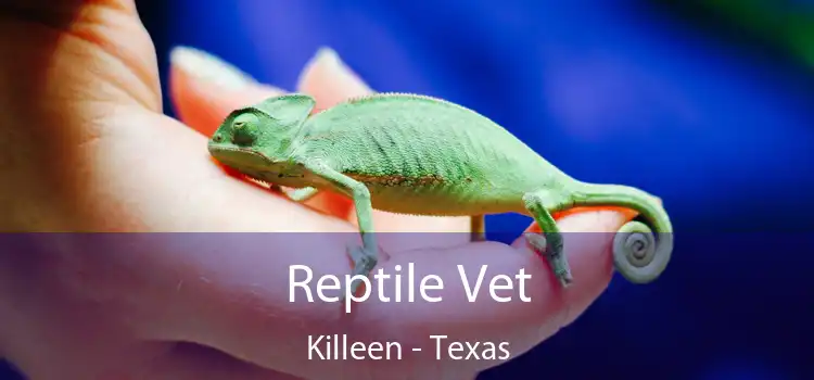 Reptile Vet Killeen - Texas