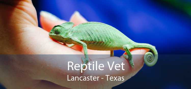 Reptile Vet Lancaster - Texas