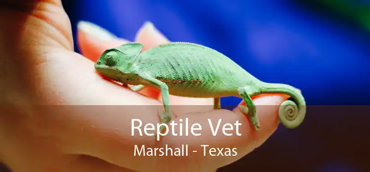 Reptile Vet Marshall - Texas