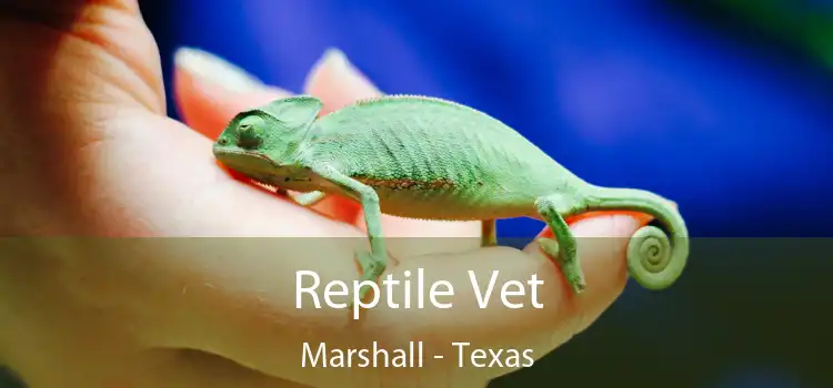 Reptile Vet Marshall - Texas