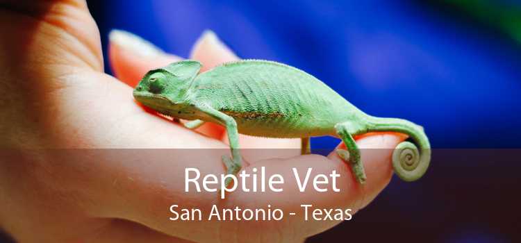 Reptile Vet San Antonio - Texas