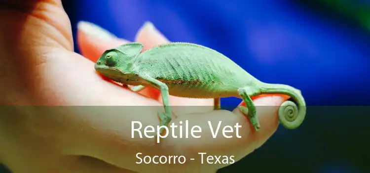 Reptile Vet Socorro - Texas