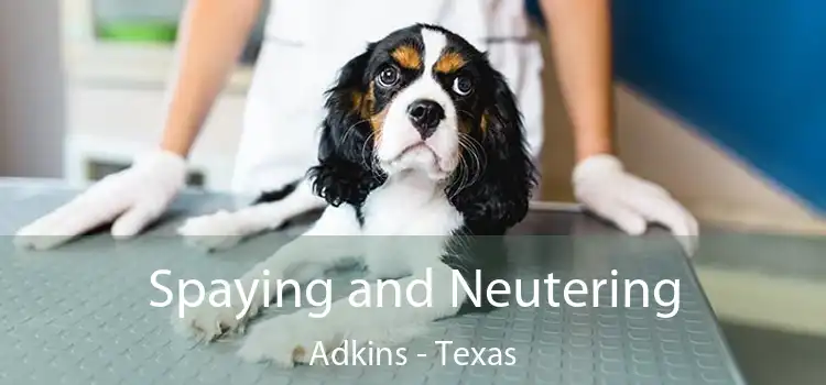 Spaying and Neutering Adkins - Texas