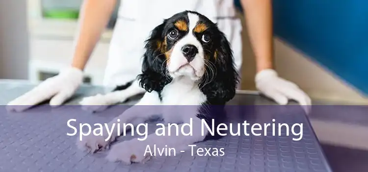 Spaying and Neutering Alvin - Texas