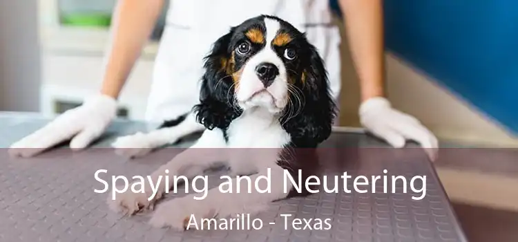 Spaying and Neutering Amarillo - Texas