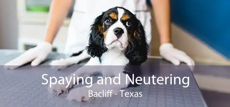 Spaying and Neutering Bacliff - Texas