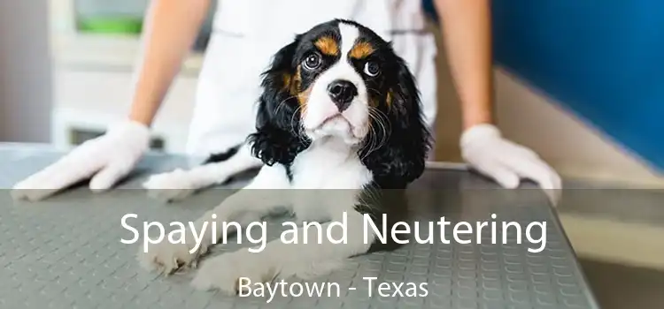 Spaying and Neutering Baytown - Texas