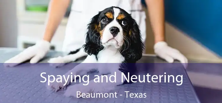 Spaying and Neutering Beaumont - Texas