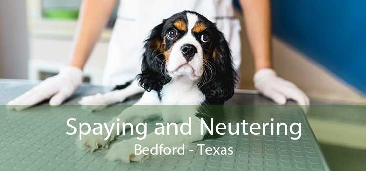 Spaying and Neutering Bedford - Texas
