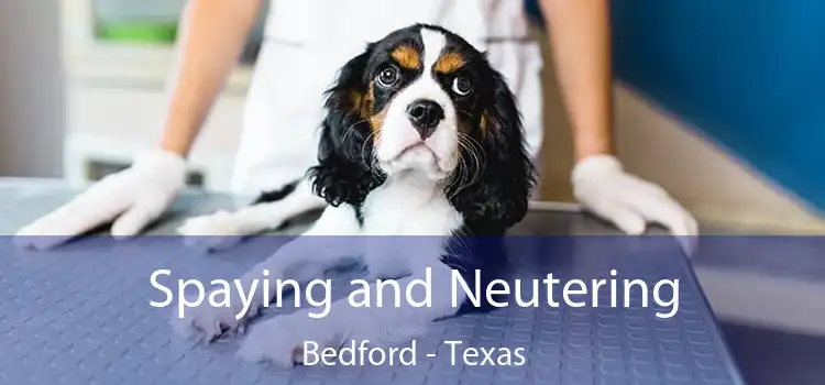 Spaying and Neutering Bedford - Texas