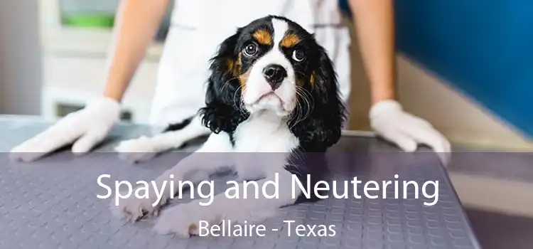 Spaying and Neutering Bellaire - Texas