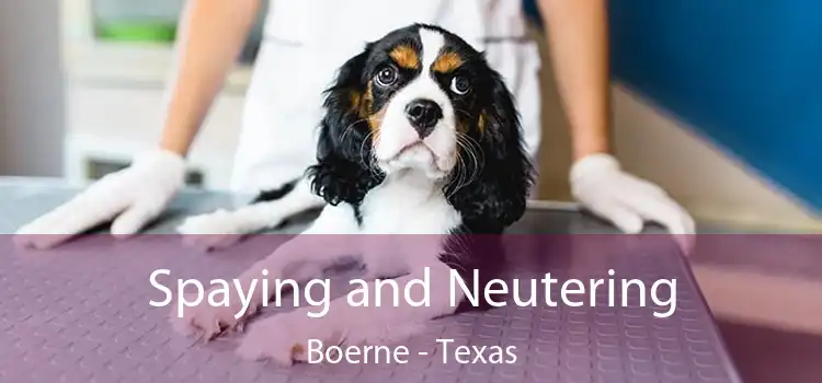 Spaying and Neutering Boerne - Texas