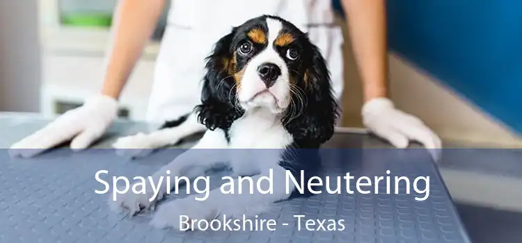 Spaying and Neutering Brookshire - Texas