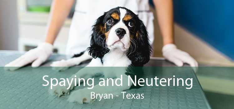 Spaying and Neutering Bryan - Texas