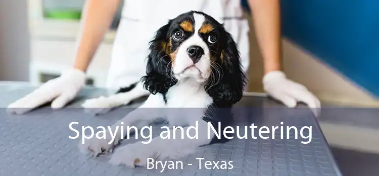 Spaying and Neutering Bryan - Texas