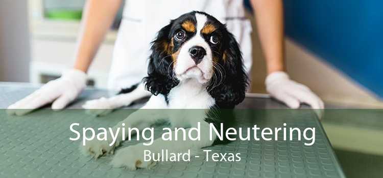 Spaying and Neutering Bullard - Texas