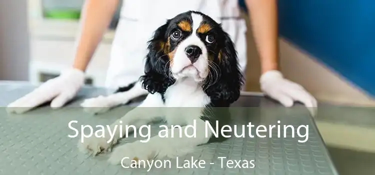 Spaying and Neutering Canyon Lake - Texas