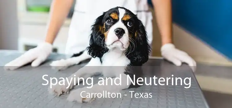 Spaying and Neutering Carrollton - Texas