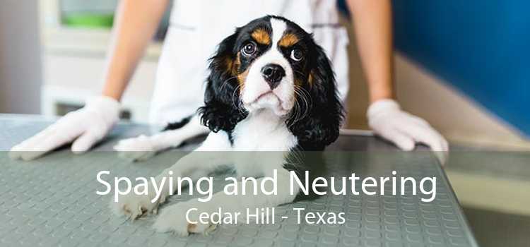 Spaying and Neutering Cedar Hill - Texas
