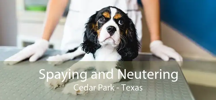 Spaying and Neutering Cedar Park - Texas
