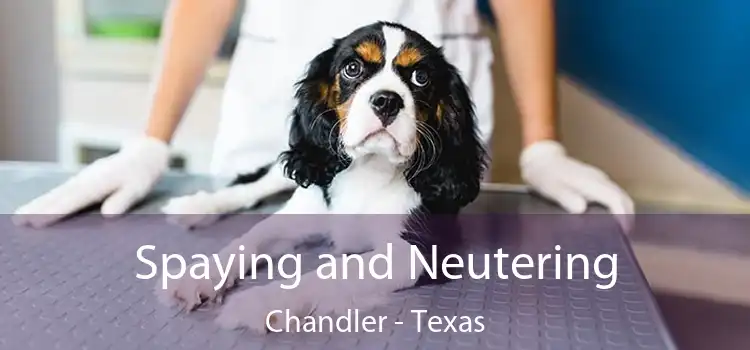 Spaying and Neutering Chandler - Texas