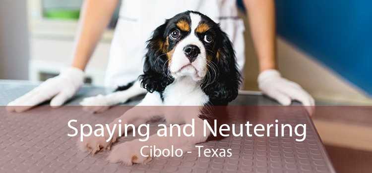 Spaying and Neutering Cibolo - Texas