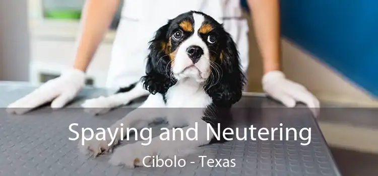 Spaying and Neutering Cibolo - Texas