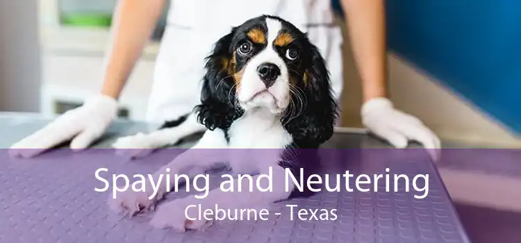 Spaying and Neutering Cleburne - Texas