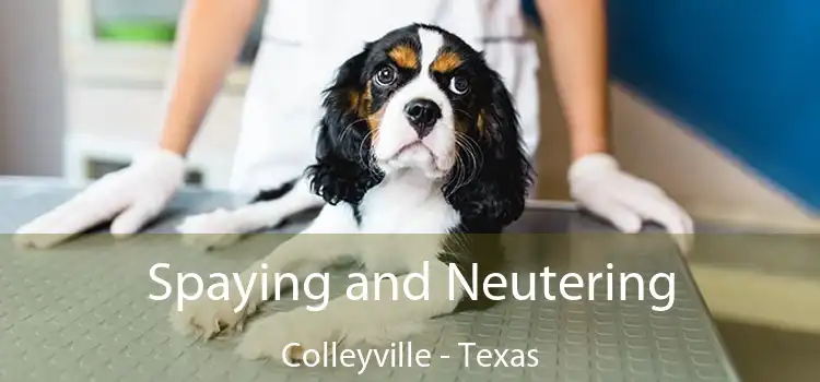 Spaying and Neutering Colleyville - Texas