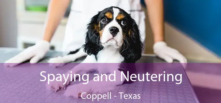 Spaying and Neutering Coppell - Texas