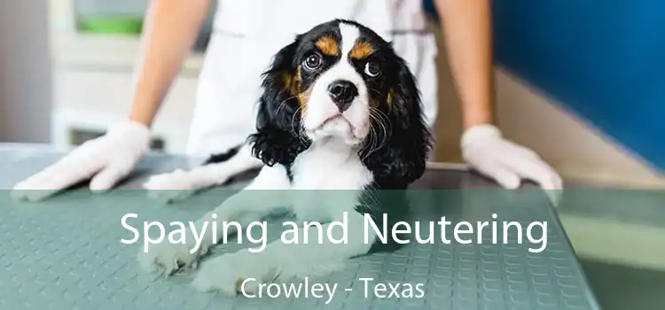 Spaying and Neutering Crowley - Texas