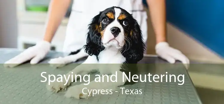 Spaying and Neutering Cypress - Texas