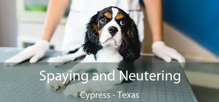 Spaying and Neutering Cypress - Texas