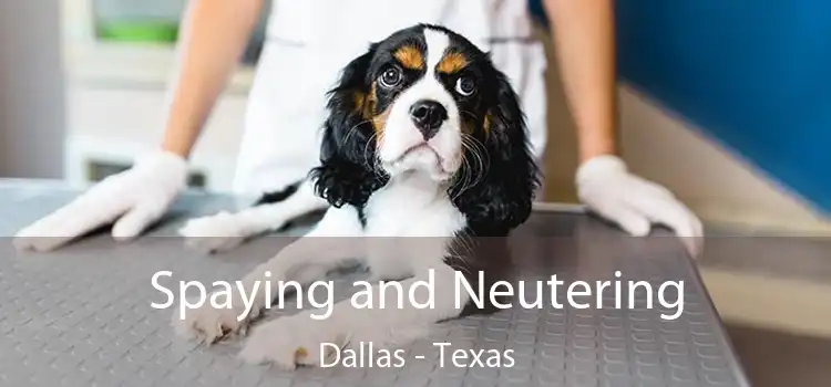 Spaying and Neutering Dallas - Texas