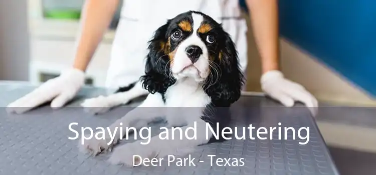 Spaying and Neutering Deer Park - Texas