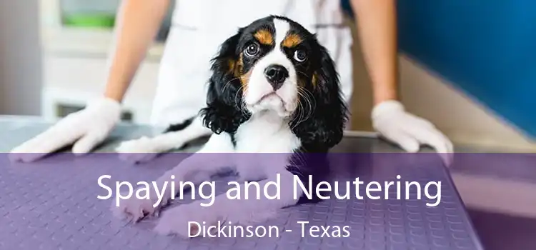 Spaying and Neutering Dickinson - Texas