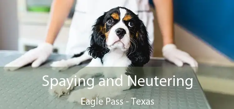 Spaying and Neutering Eagle Pass - Texas