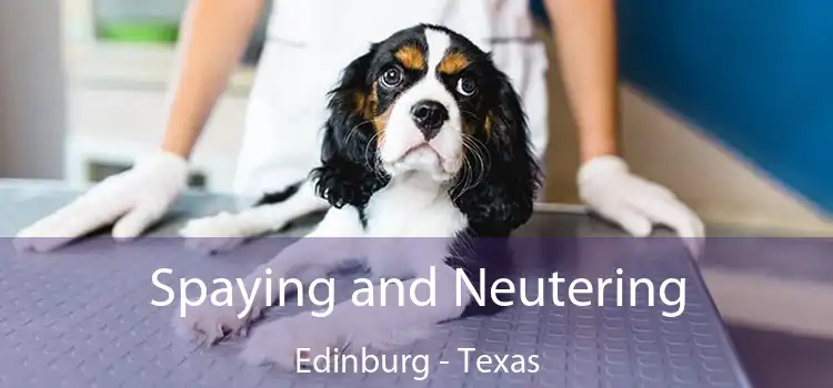 Spaying and Neutering Edinburg - Texas