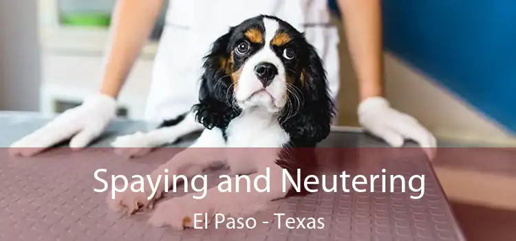 Spaying and Neutering El Paso - Texas