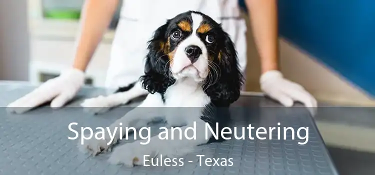 Spaying and Neutering Euless - Texas