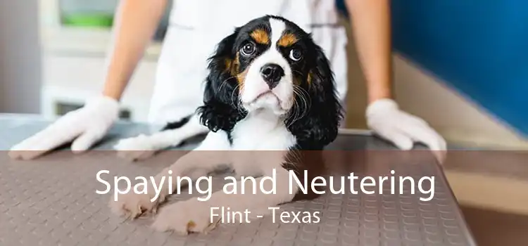 Spaying and Neutering Flint - Texas