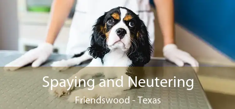 Spaying and Neutering Friendswood - Texas