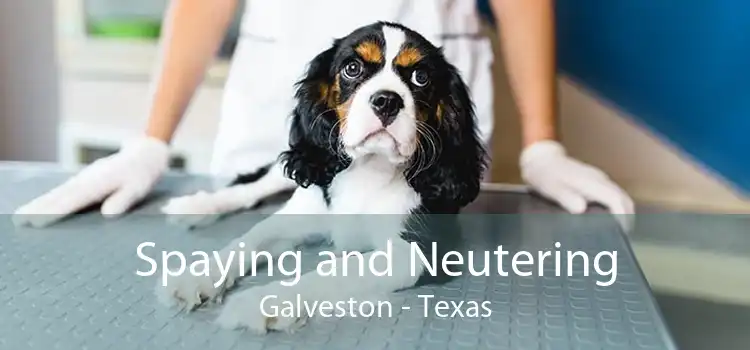 Spaying and Neutering Galveston - Texas