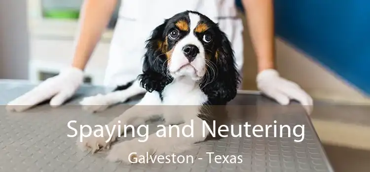 Spaying and Neutering Galveston - Texas